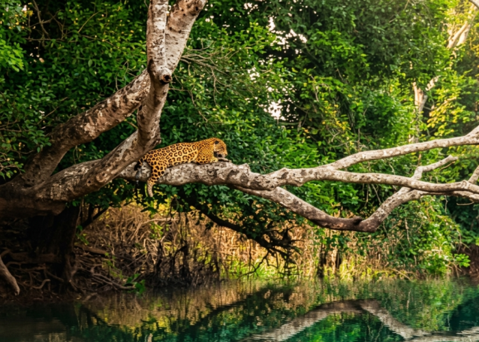 1 Safári das Onças