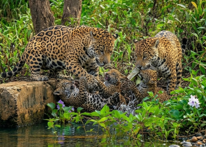 11 Safári de Onças