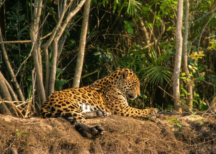 12 Safári de Onças