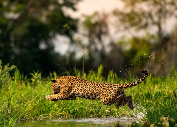 2 Safári das Onças