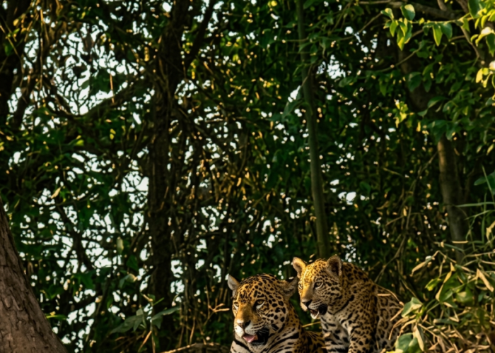 4 Safári das Onças